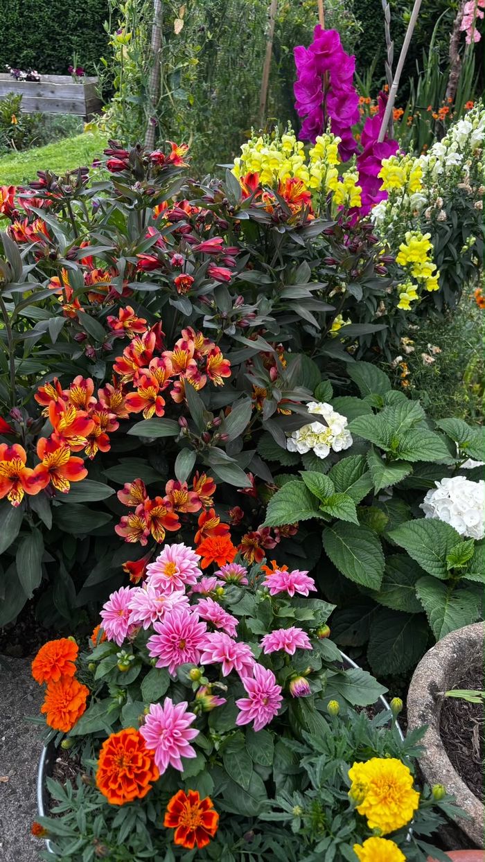 Mixed flower border with dahlias and marigolds