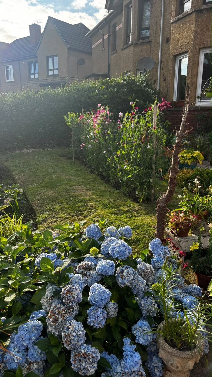 Blue hydrangeas in a garden border