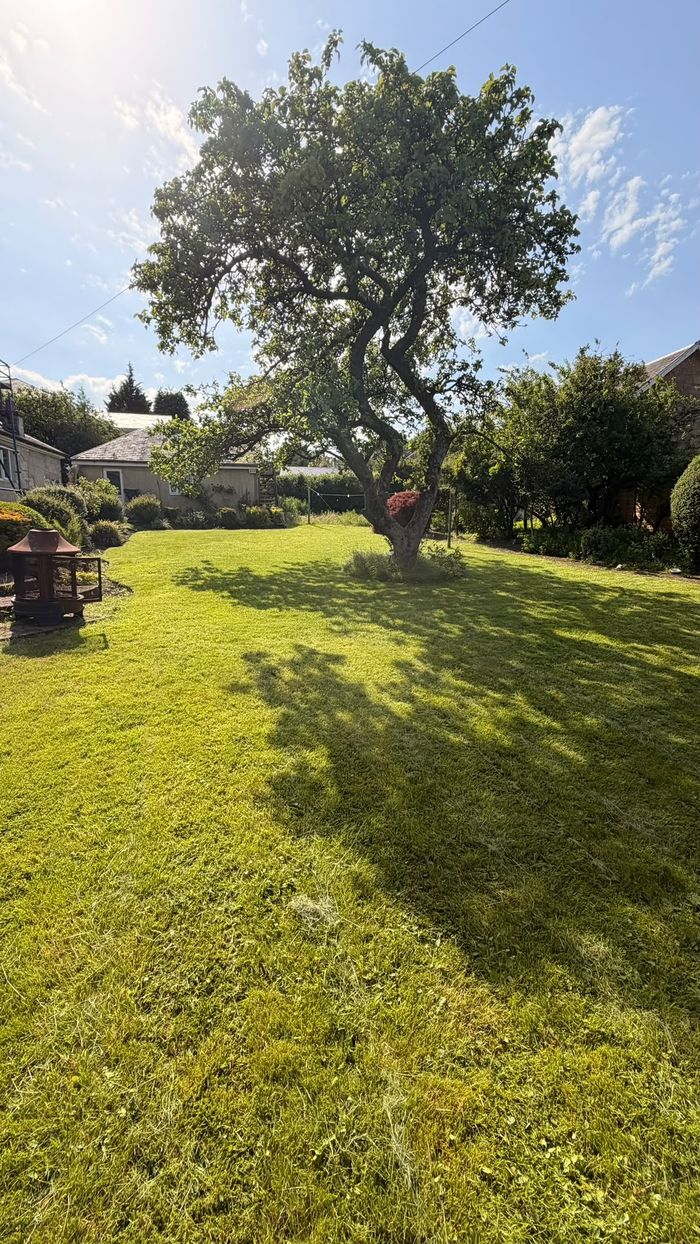 Mown lawn with a mature tree