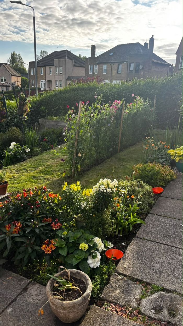 Garden path with sweet pea trellis and lawn